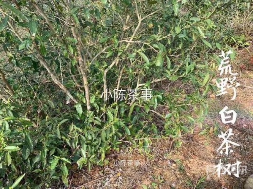 久久青草38国产久久青草38国产，绿色生态农业的新标杆