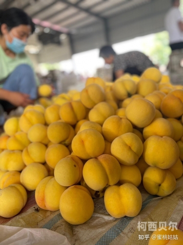 日本天堂蜜桃视频日本天堂蜜桃视频，揭秘背后的文化现象与市场影响