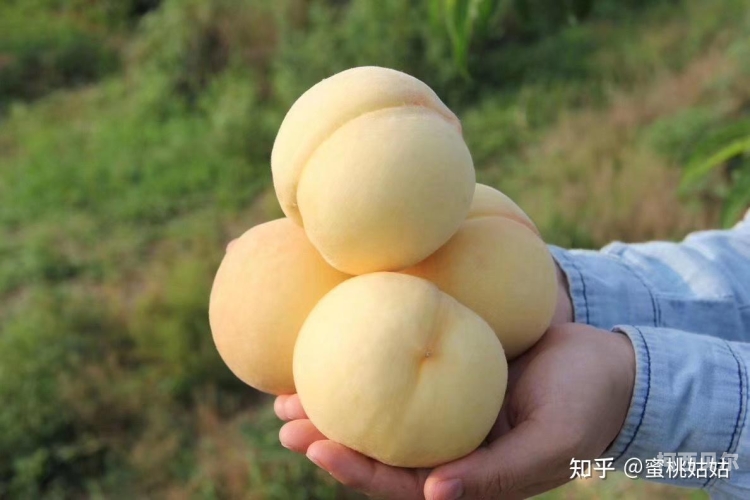 日本天堂蜜桃视频日本天堂蜜桃视频，揭秘背后的文化现象与市场影响