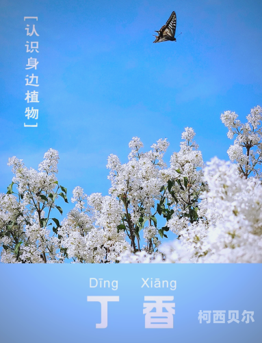 久久五月综合丁香人人爽，探索丁香花的健康益处与文化意义