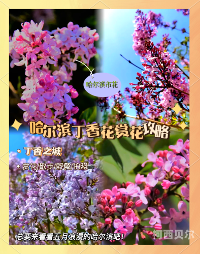 久久五月综合丁香人人爽，探索丁香花的健康益处与文化意义