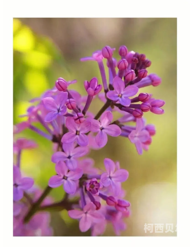 久久五月综合丁香人人爽，探索丁香花的健康益处与文化意义