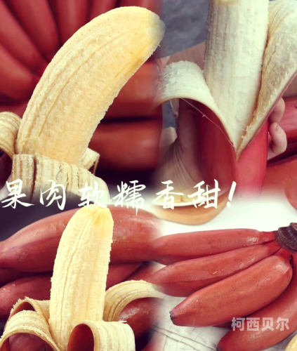久久久久精品香蕉免费看久久久久精品香蕉免费看，探索网络免费资源的利与弊