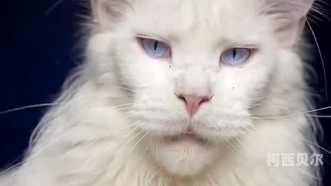 探索数字时代的成年猫咪版永久订阅服务——让爱猫随时陪伴