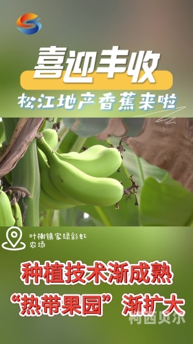 伊在人亚洲香蕉精品区，探索亚洲香蕉产业的独特魅力与未来趋势