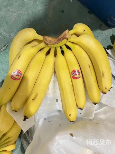 99久久免费精品视香蕉蕉99久久免费精品视香蕉蕉，探索网络视频平台的新趋势