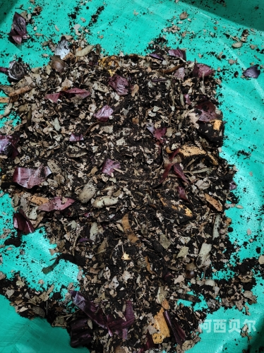 四虎影库，深度解析HHcom. 神秘而丰富的历史档案