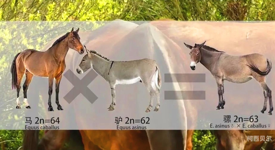 欧美动性基因新突破，杂交技术的魅力与影响欧美动物ⅹⅹⅹ